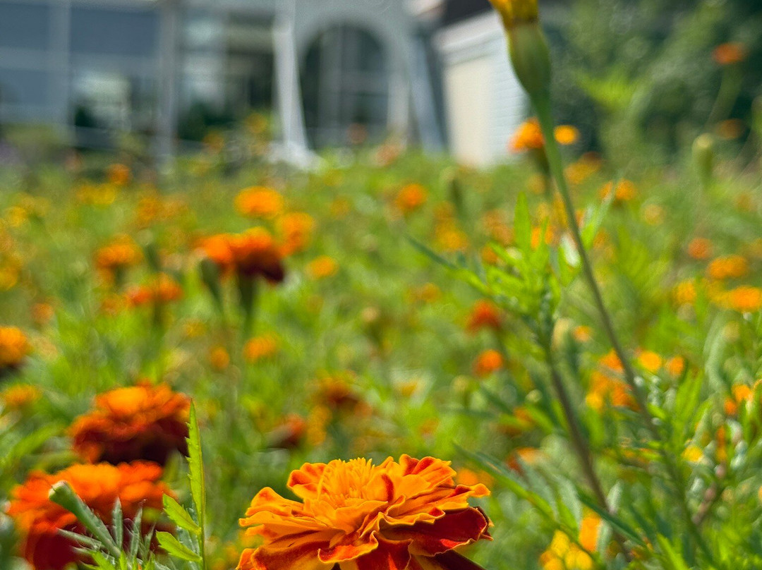Boomkwekerijmuseum Boskoop-Boskoop必去景点