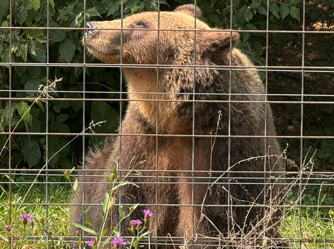 Libearty Bear Sanctuary Zarnesti-Zarnesti必去景点