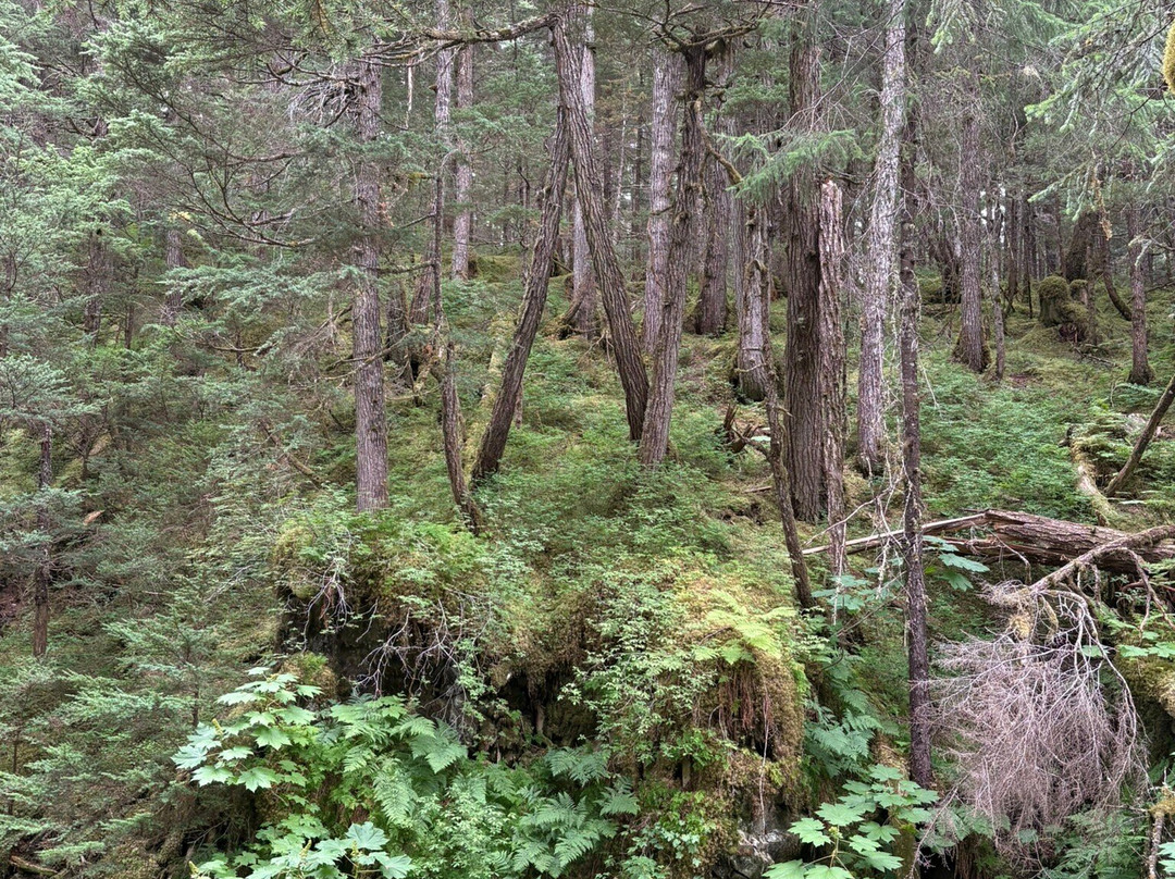 Virgin Creek Falls Trail-戈德伍德必去景点
