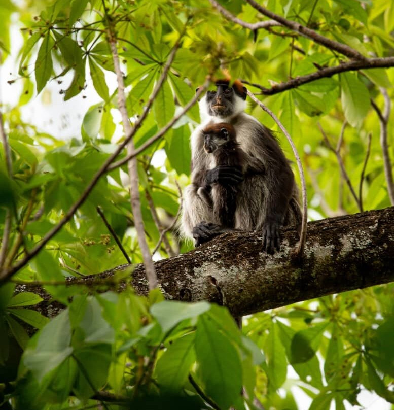 Udzungwa Mountains National Park-莫洛哥罗必去景点