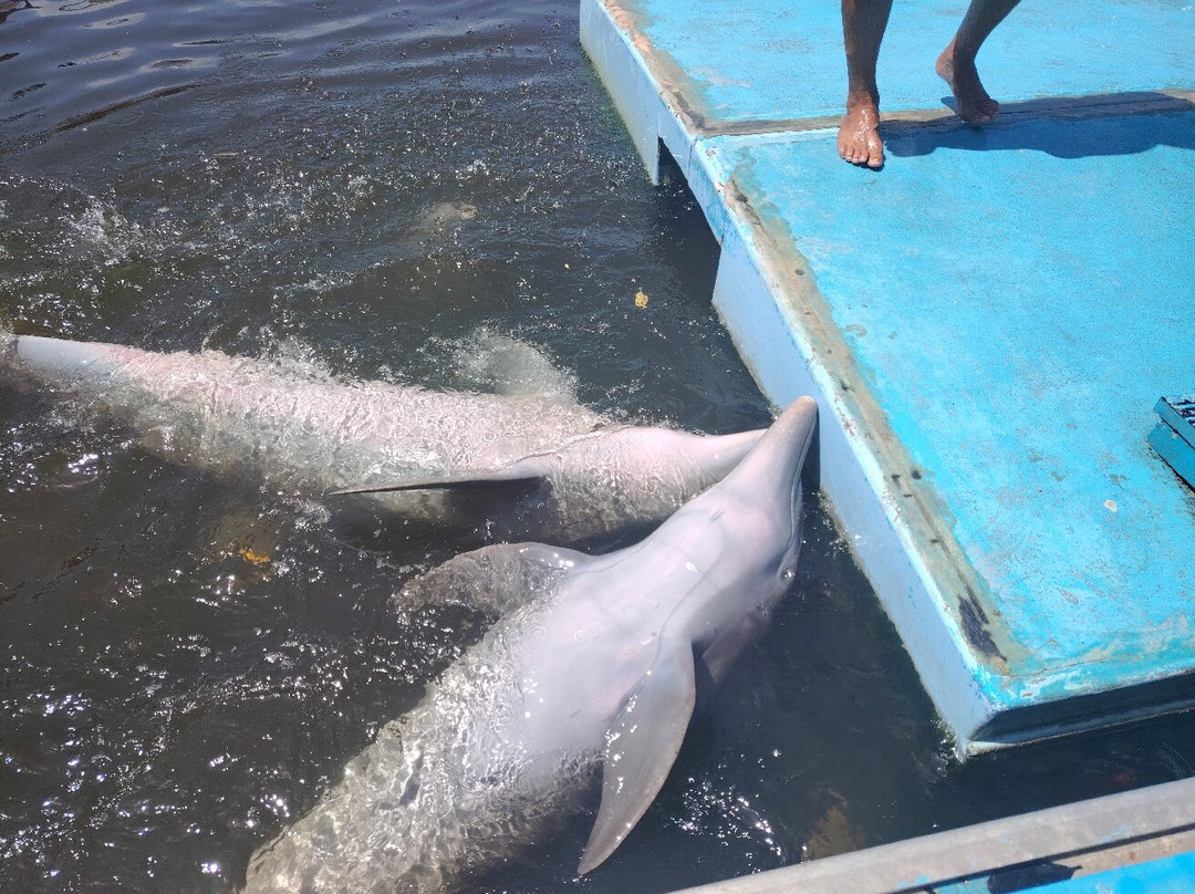 Delfinario-巴拉德罗必去景点