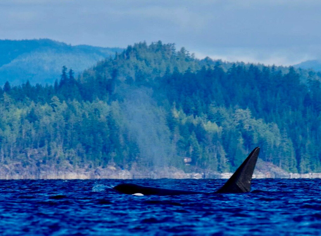 Powell River Sea Kayak-鲍威尔里弗必去景点