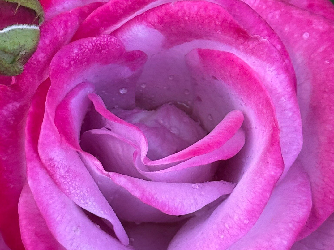 Tartu University Botanical Garden-塔尔图必去景点