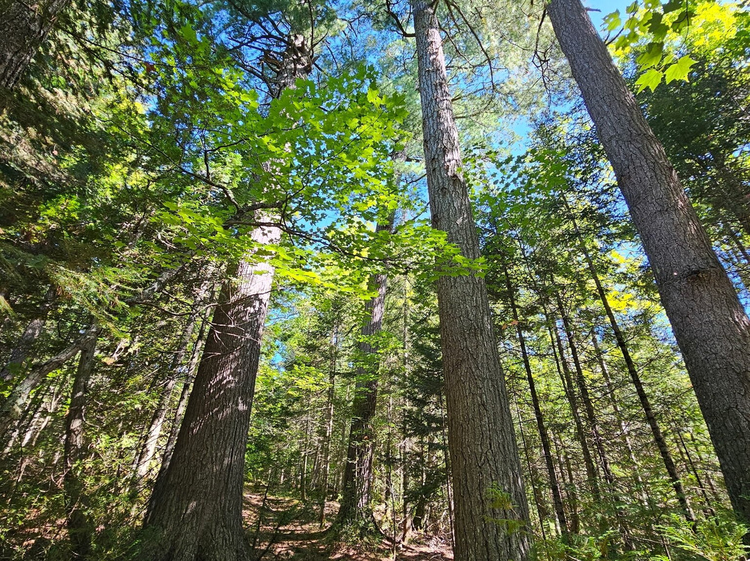Estivant Pines Nature Sanctuary-Copper Harbor必去景点