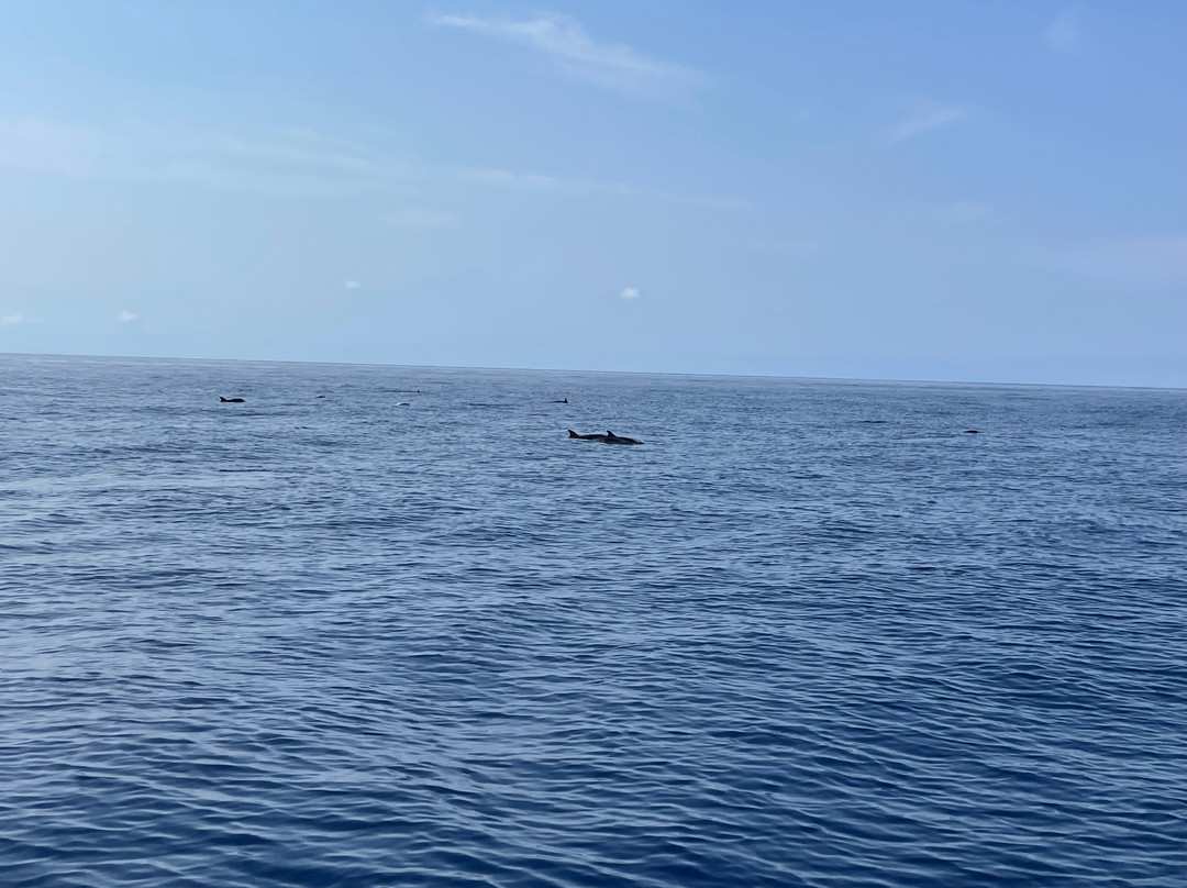 Piloto Diving-Capo Vaticano必去景点