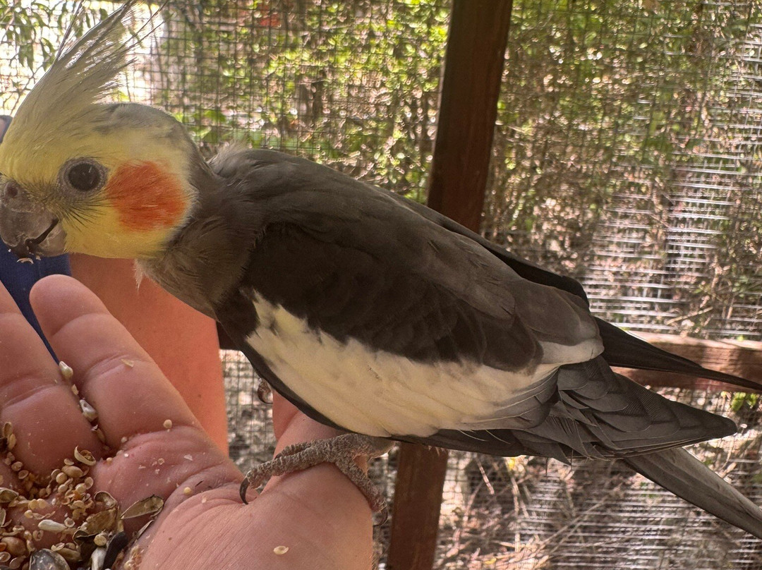 Cayman Parrot Sanctuary-East End必去景点