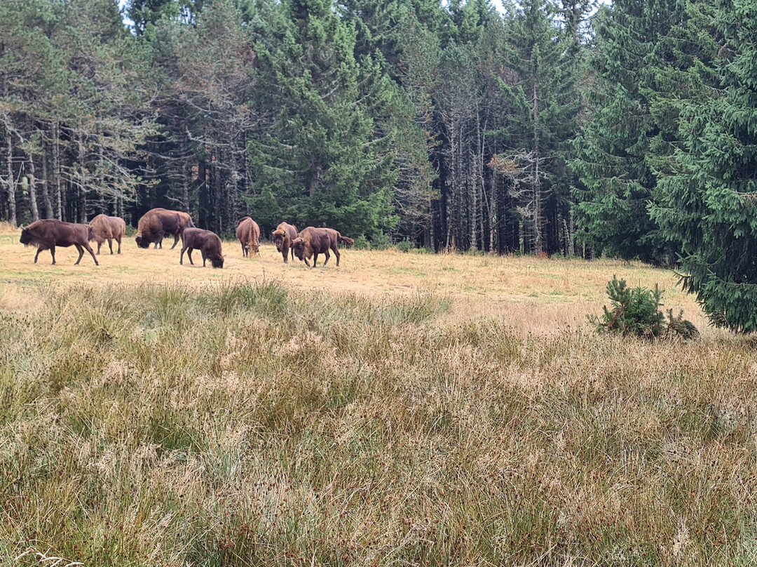 Réserve Bisons d'Europe-Sainte-Eulalie必去景点