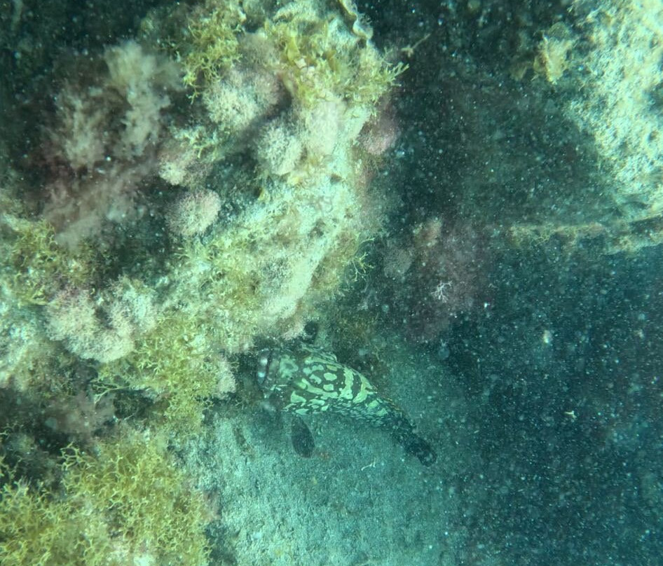 Brothers Diving Gran Canaria-San Agustin必去景点