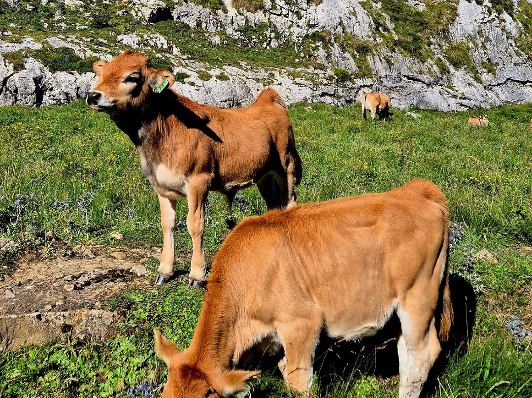 Lagos de Covadonga-Cangas de Onis必去景点