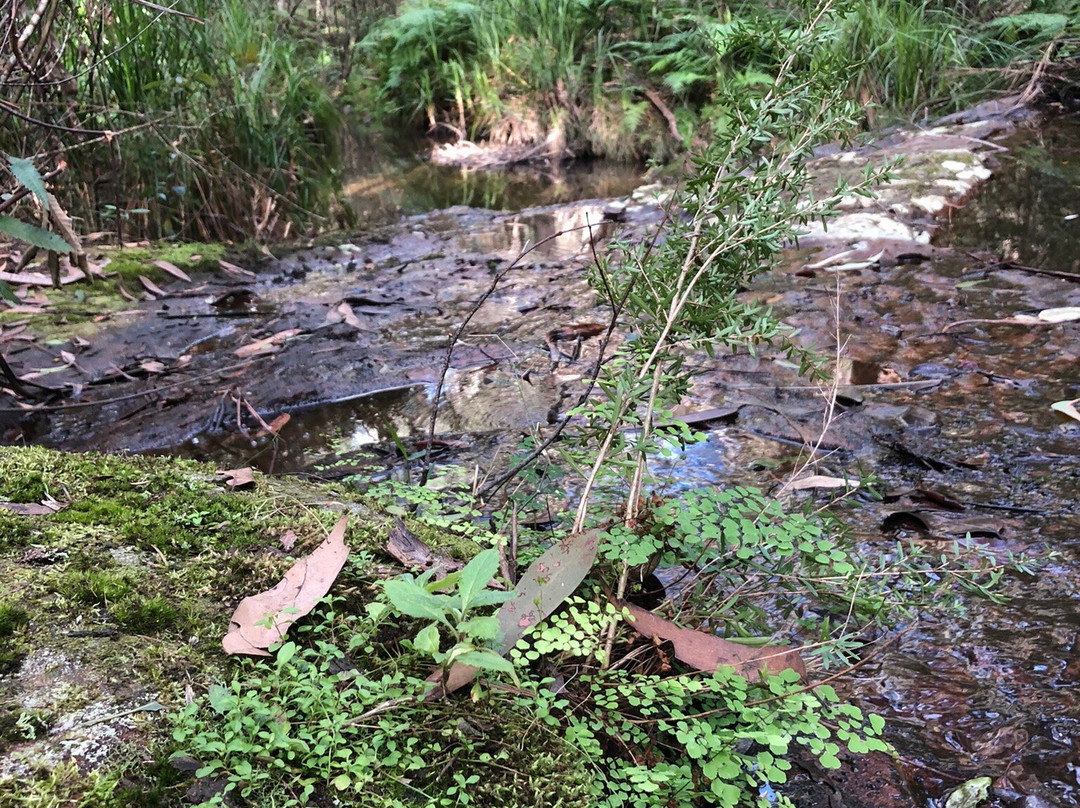 Valley Heights Fire Trail-Valley Heights必去景点