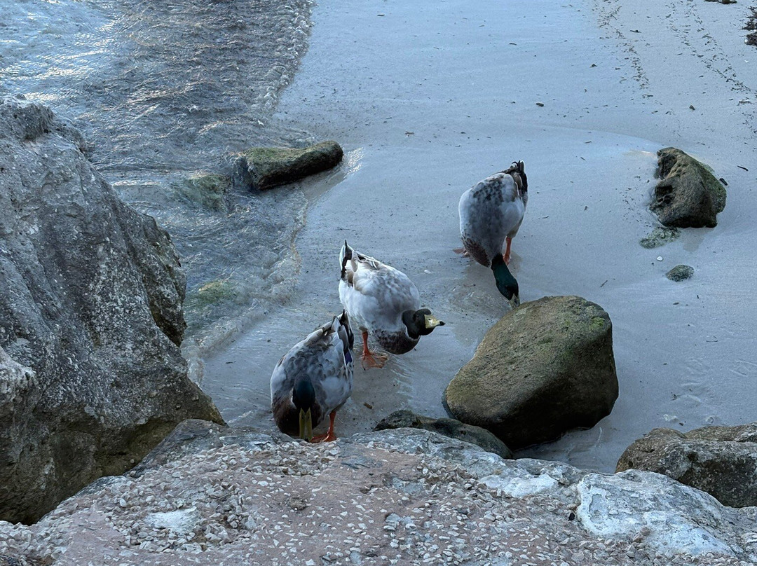 Cala Santandria-Cala Santandria必去景点