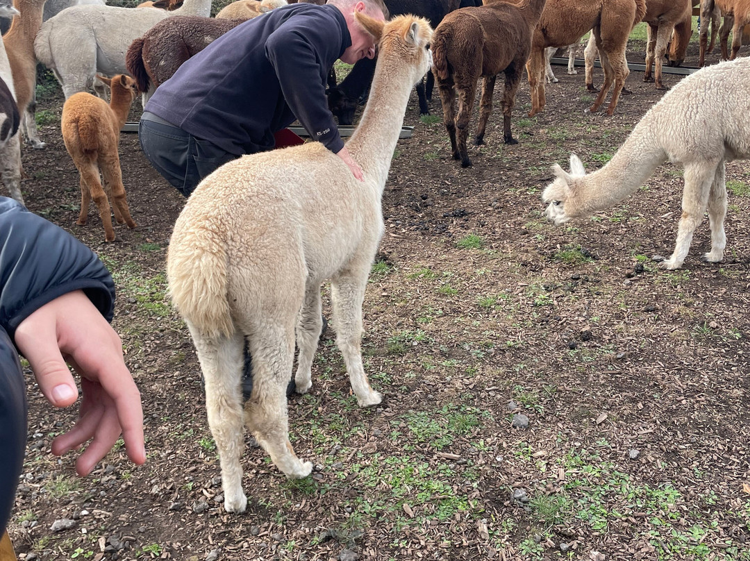 Tickhill Alpacas-Tickhill必去景点