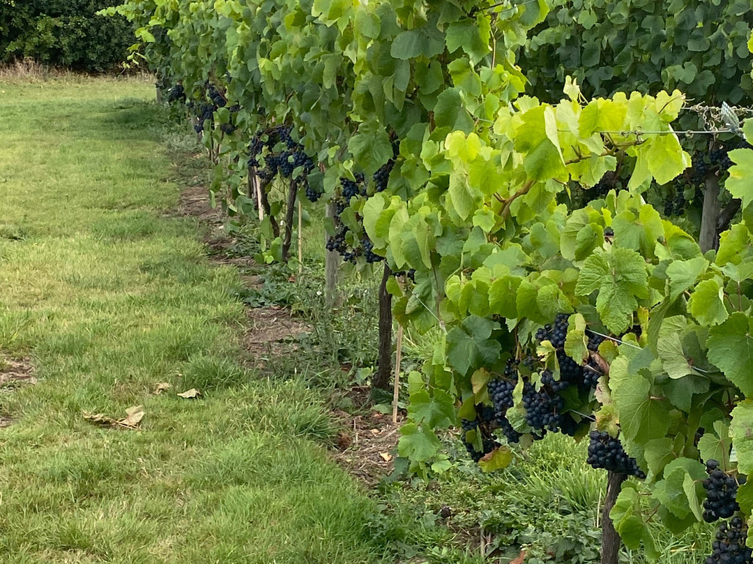 Ryedale Vineyards主图