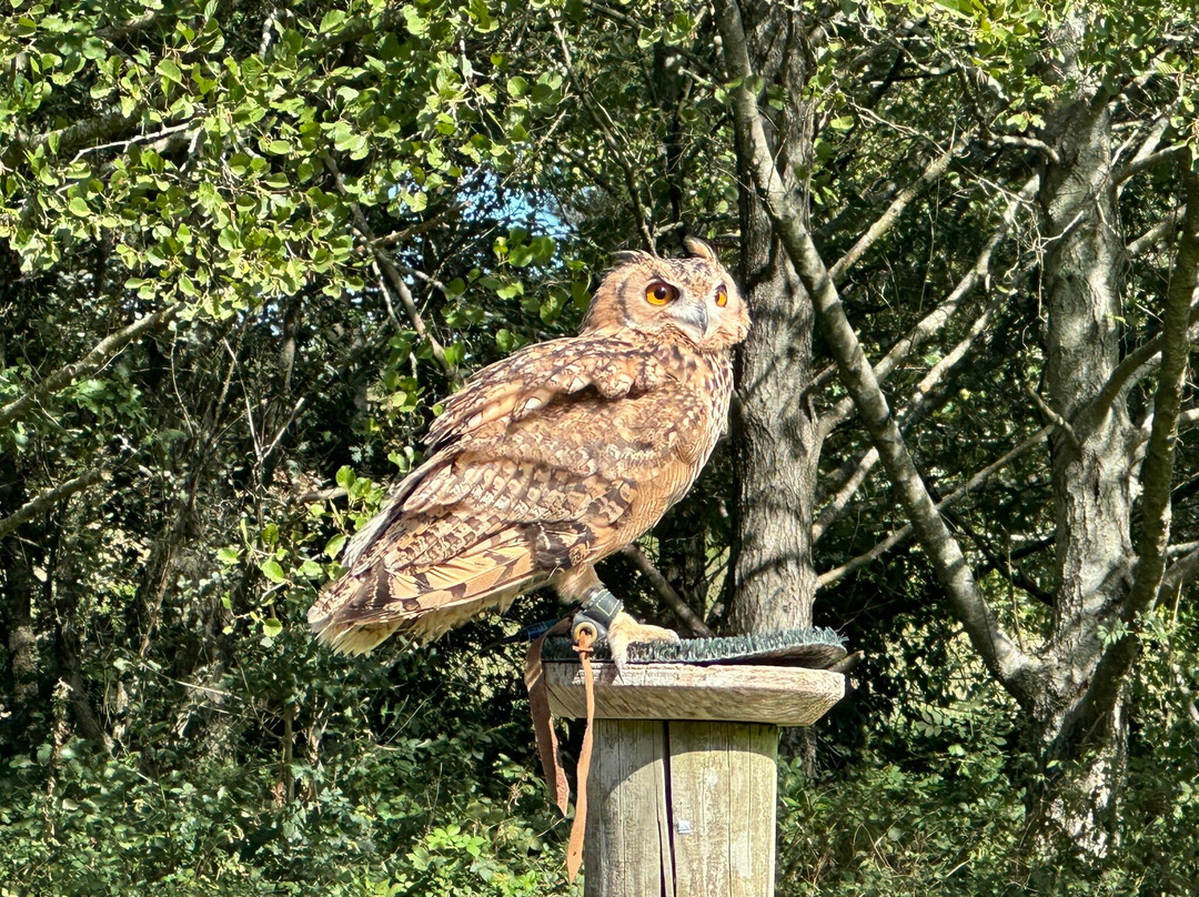 The Falconry Experience-纽波特必去景点