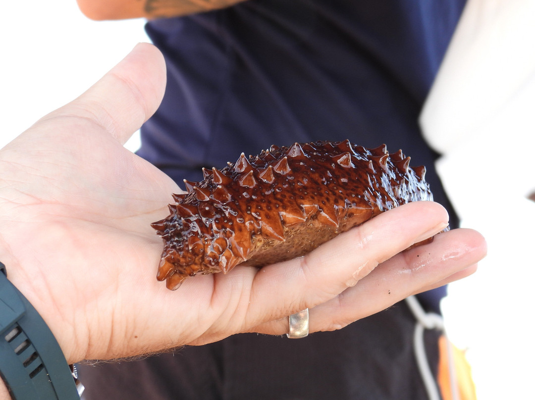 Sabino Boat Tours-奥良必去景点