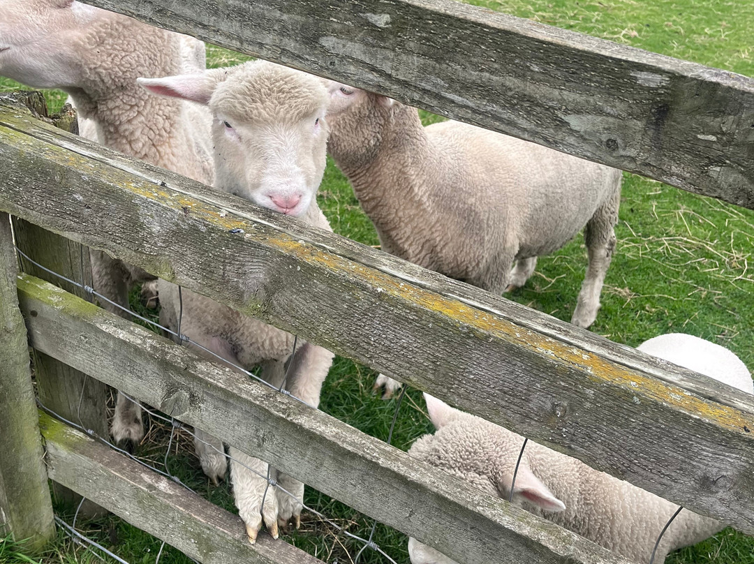 Windmill Animal Farm-Burscough必去景点