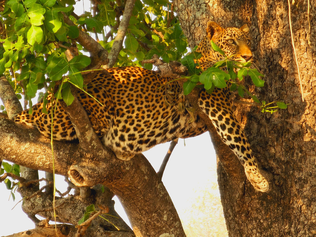 Mikango Safari-南卢安瓜国家公园必去景点