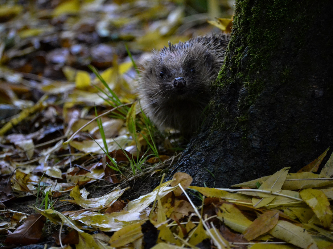 British Wildlife Centre-Lingfield必去景点