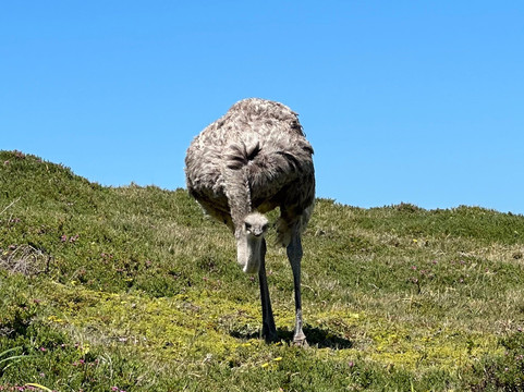 Cape Town In A Nutshell-开普敦中心区必去景点