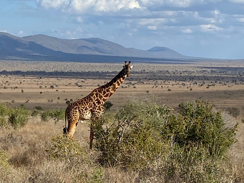 Magical Lions Safaris-迪亚尼必去景点