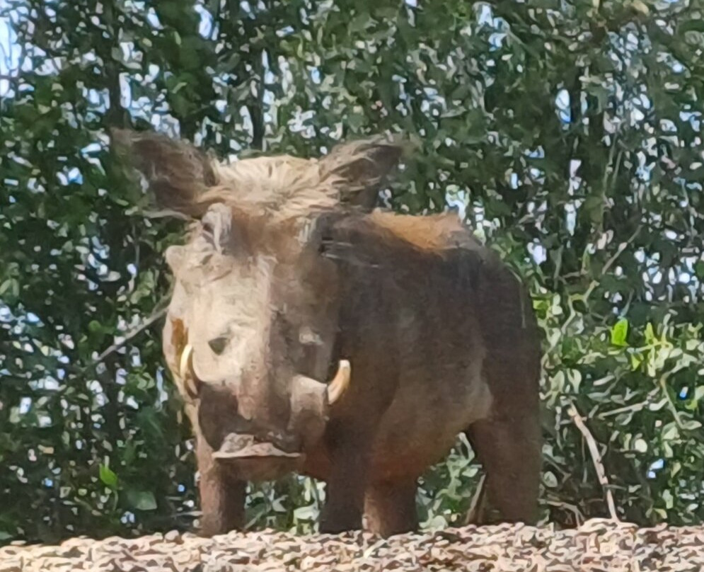 朱吉鸟类保护区-圣路易必去景点