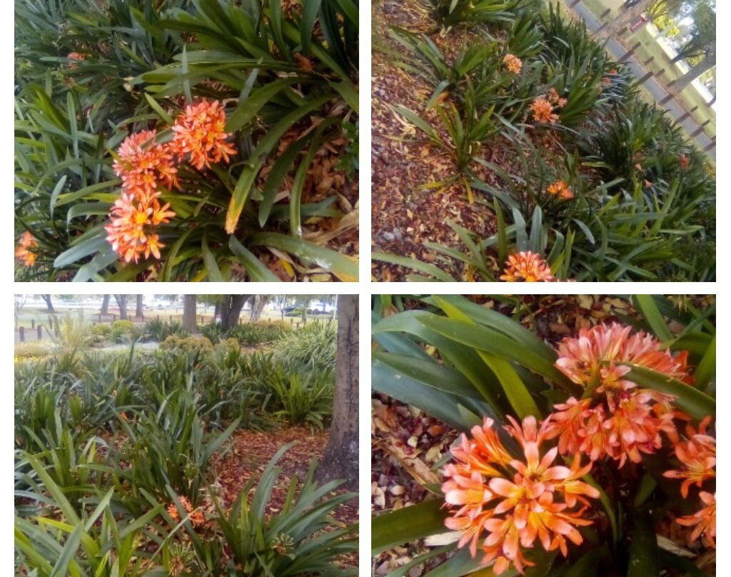 Jubilee Park-Beaudesert必去景点