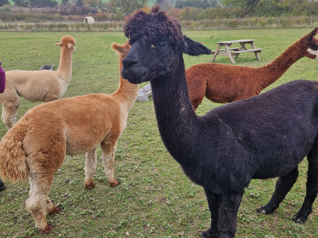 Brackenfield Alpacas-马特洛克必去景点