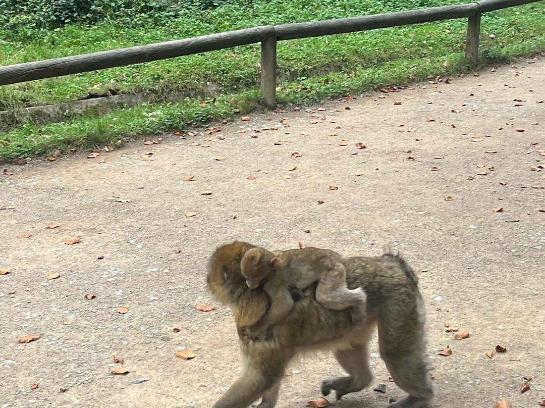 Trentham Monkey Forest-特伦特河畔斯托克必去景点