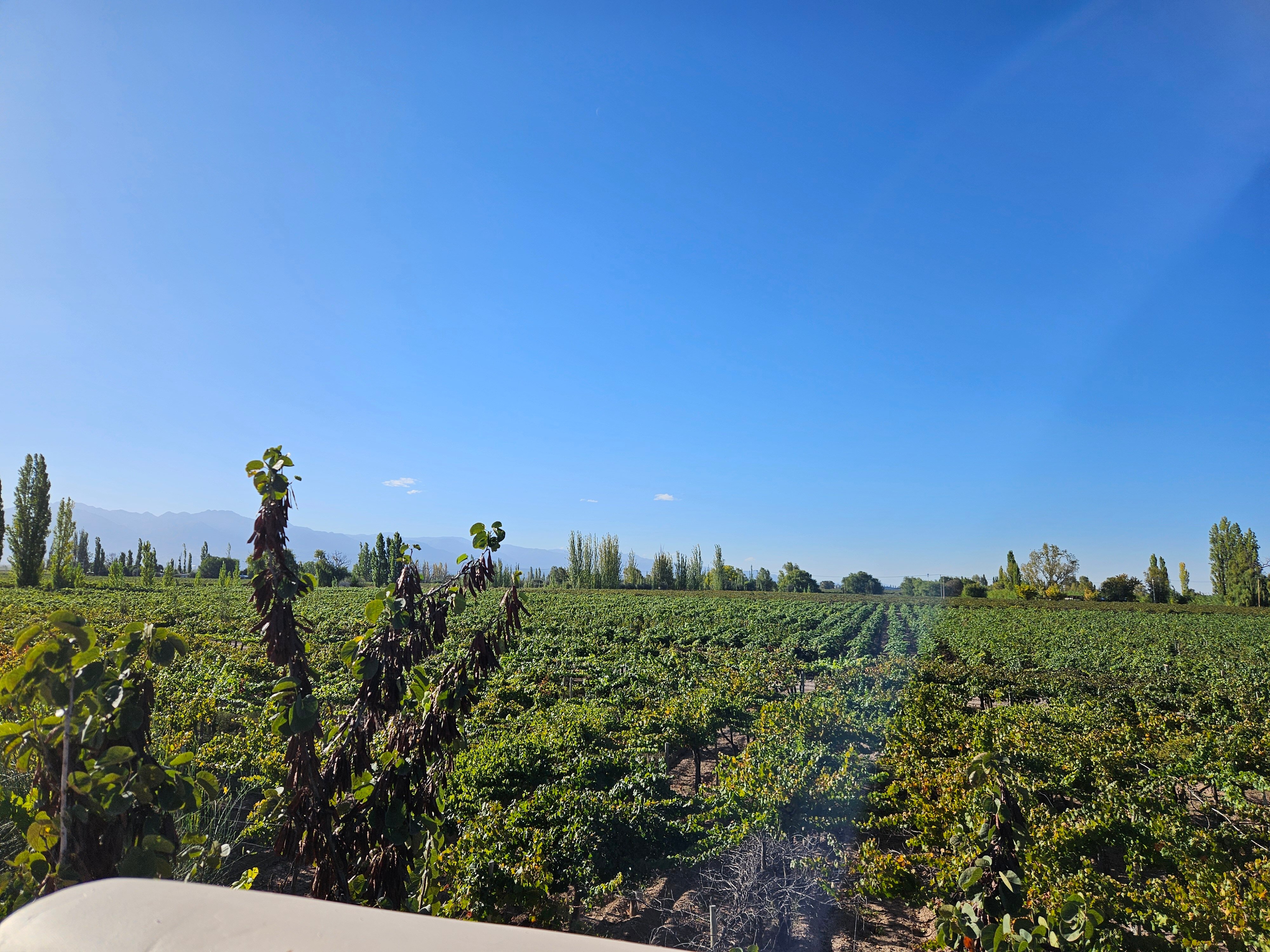 Awasi Mendoza-酒店景观