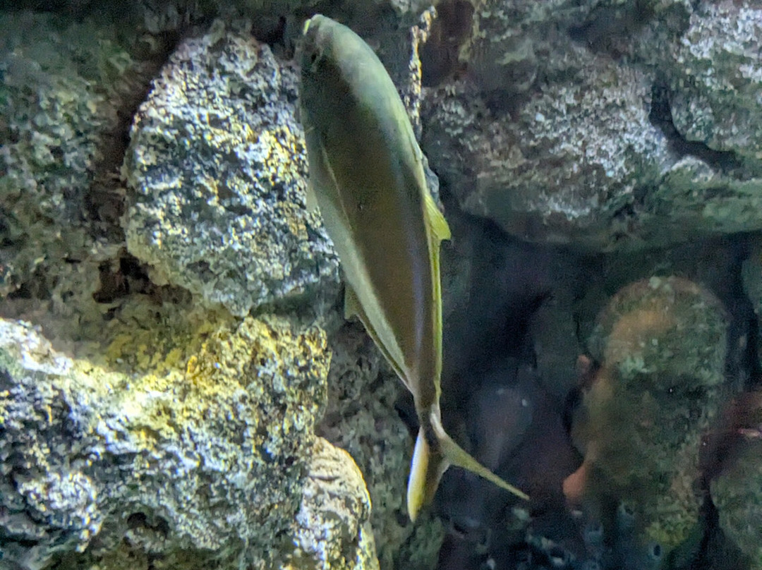 Jennette's Pier-纳格斯海德必去景点