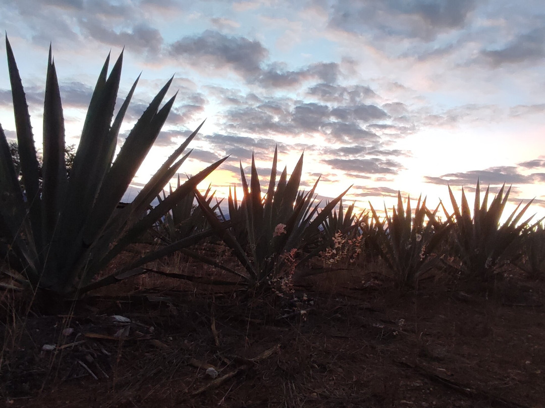Viajeros del Mezcal Experiences-Miahuatlan必去景点