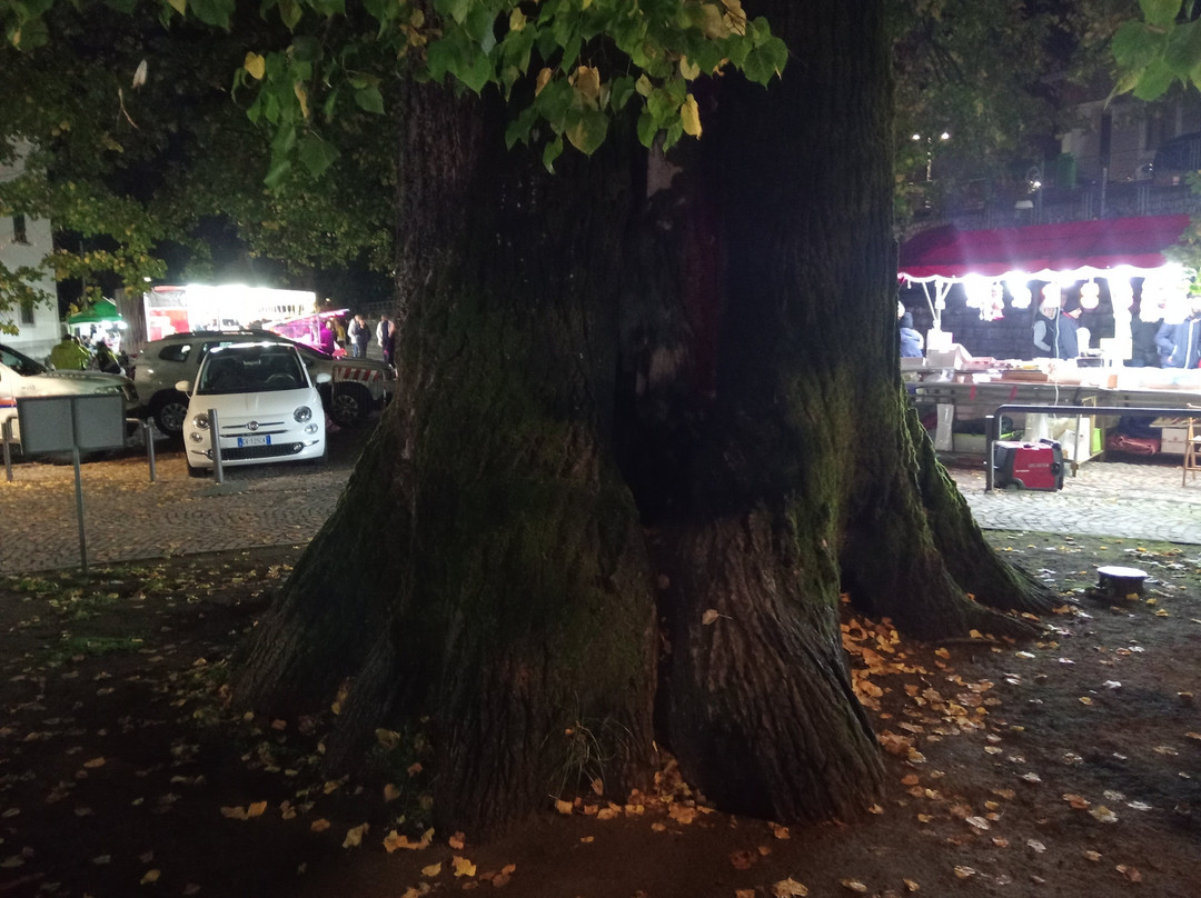 Tiglio Secolare di Summonte-Summonte必去景点