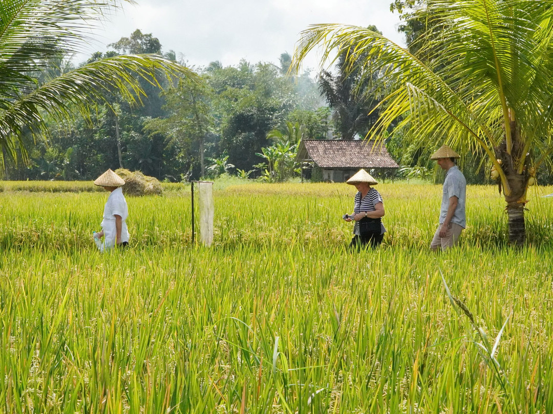 Bali Agritours-阿比安塞马尔必去景点