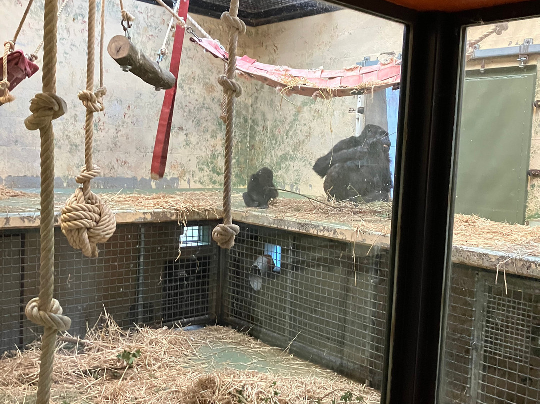 Apenheul-阿珀尔多伦必去景点