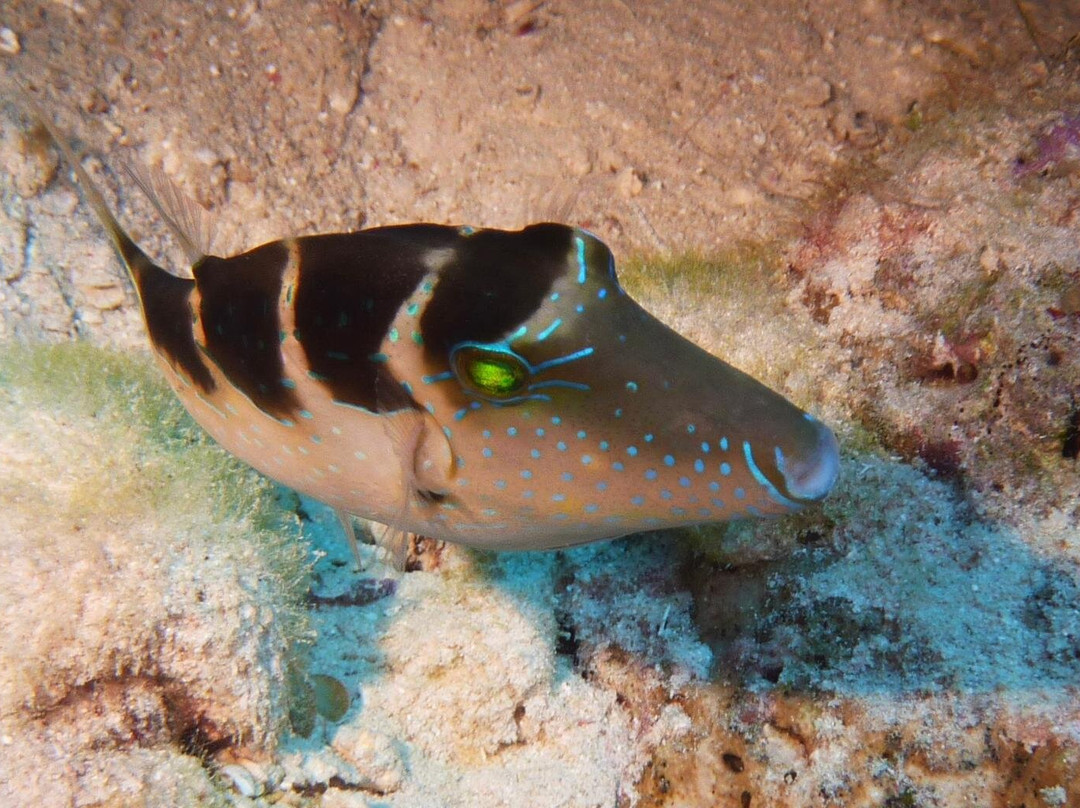 ORCA Dive Club Soma Bay-索马湾必去景点
