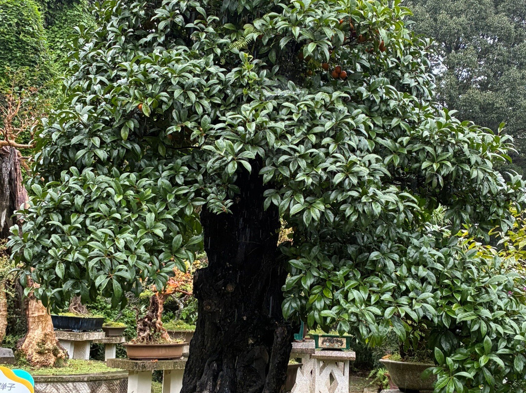 黄果树盆景园-镇宁布依族苗族自治县必去景点