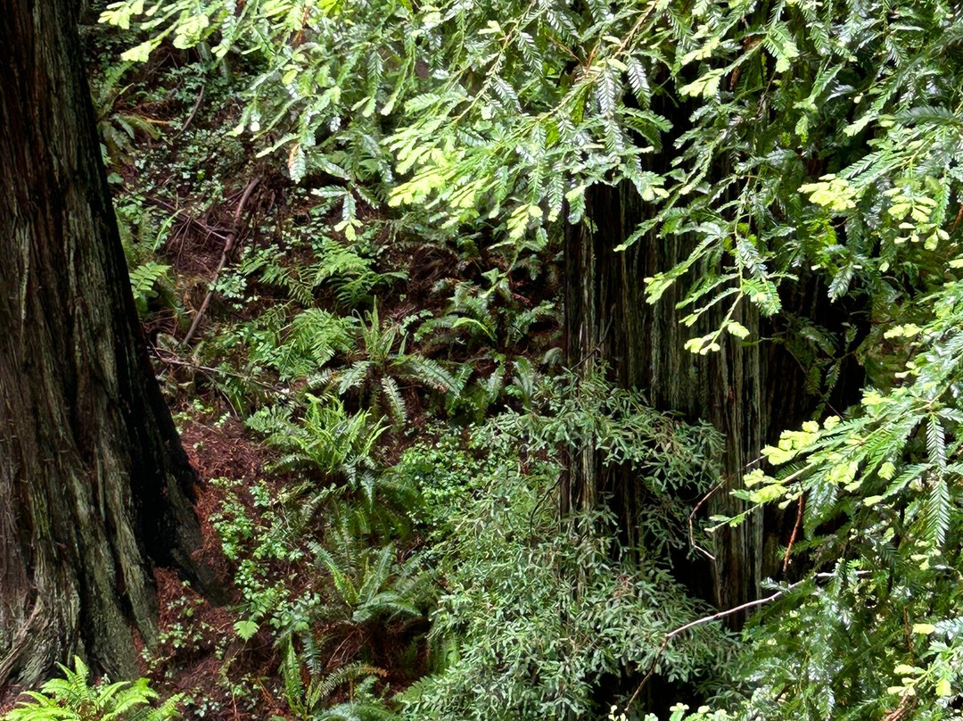 Sequoia Park Garden-尤里卡必去景点