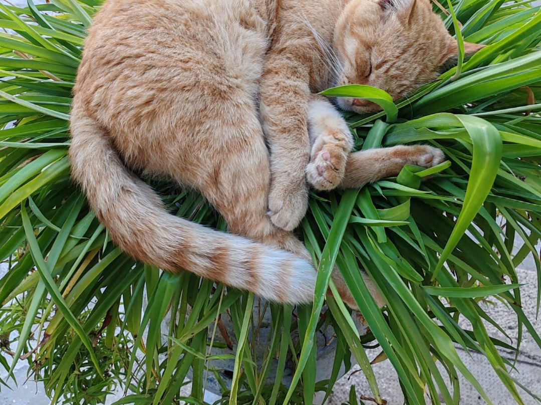 Borgo Parrini-Partinico必去景点