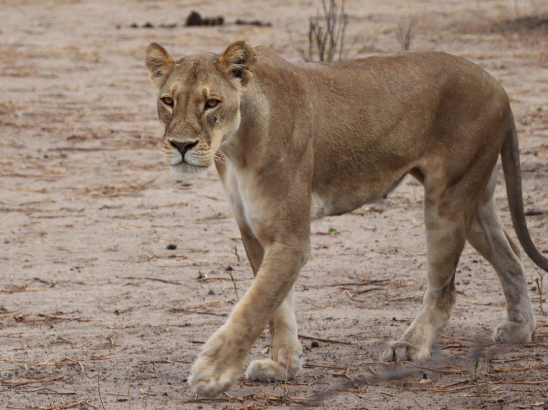 Chobe Day Trips-卡萨尼必去景点