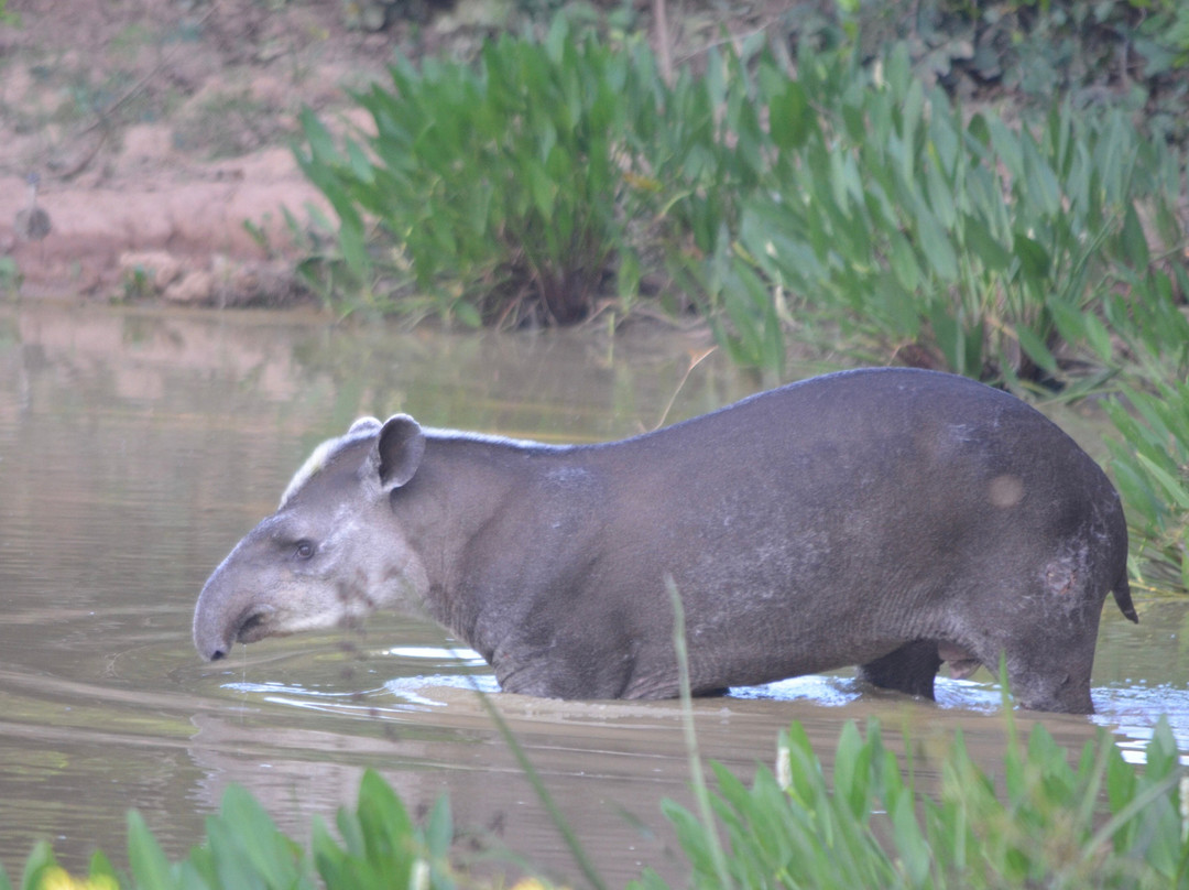 Wildlife Pantanal Tours-Cuiaba必去景点