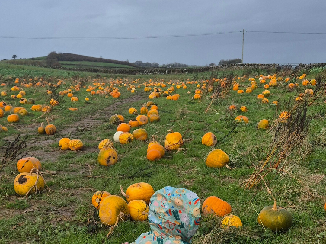 Ernespie Farm-Castle Douglas必去景点