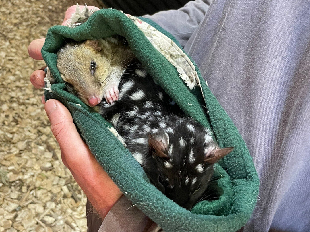 袋獾摇篮山-Cradle Mountain必去景点