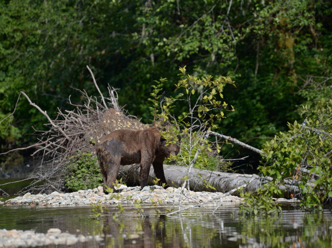 Knight Inlet Lodge主图