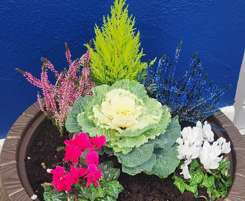 Sullivan's Royal Hotel主图