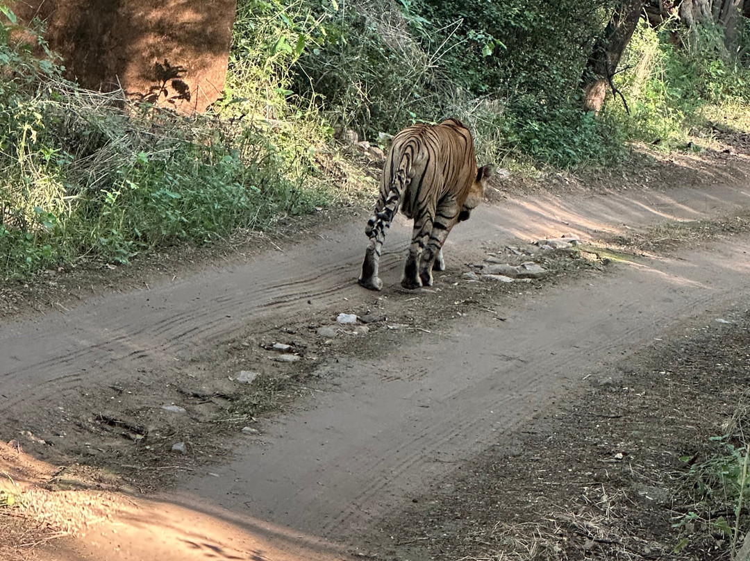 Ranthambore National Park-Ranthambore National Park必去景点