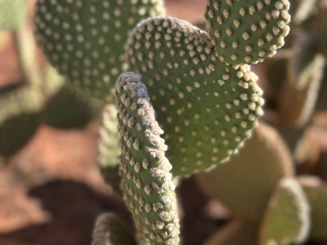 Red Hills Desert Garden-圣乔治必去景点