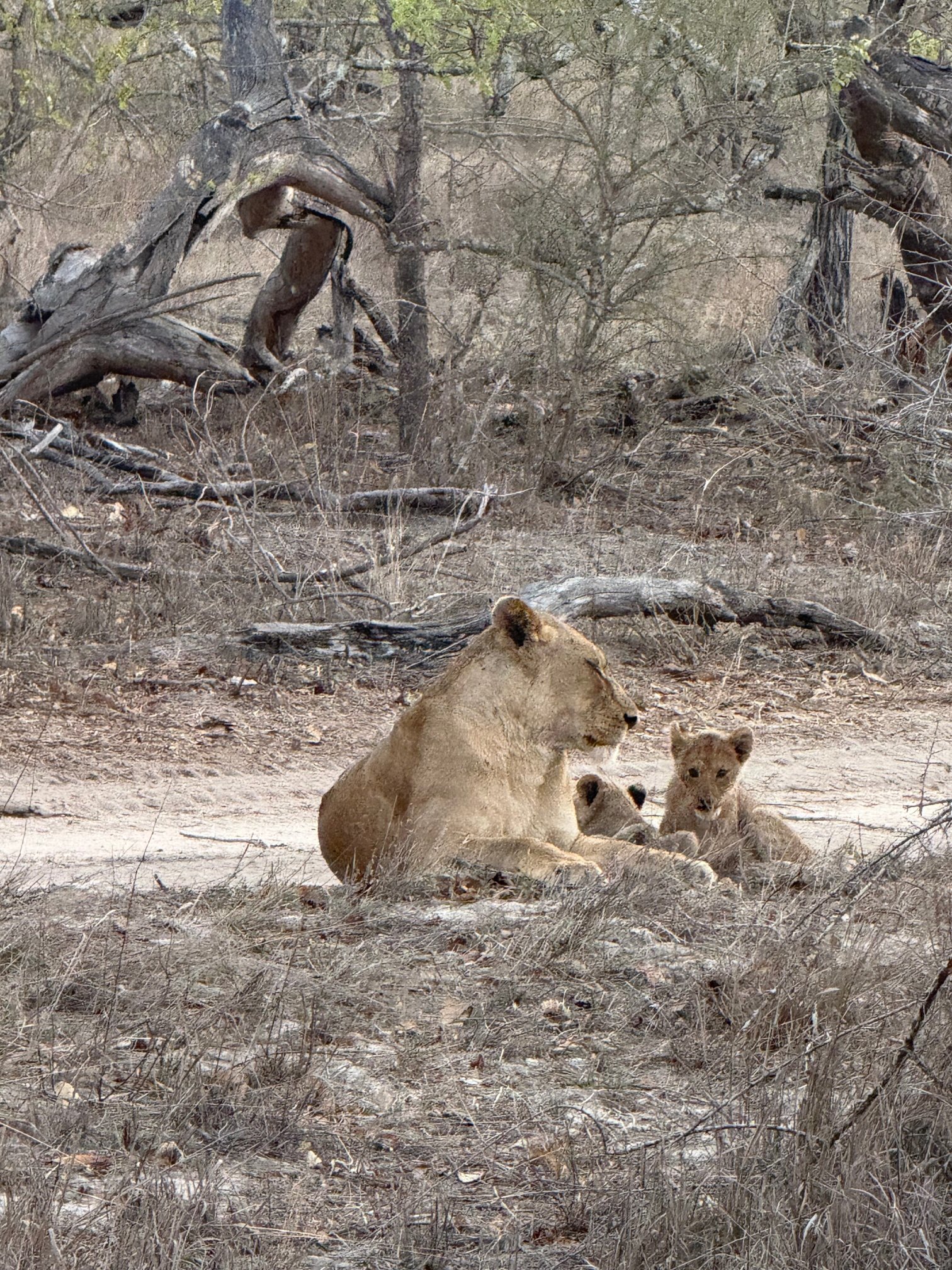 Chitwa Chitwa-浴室