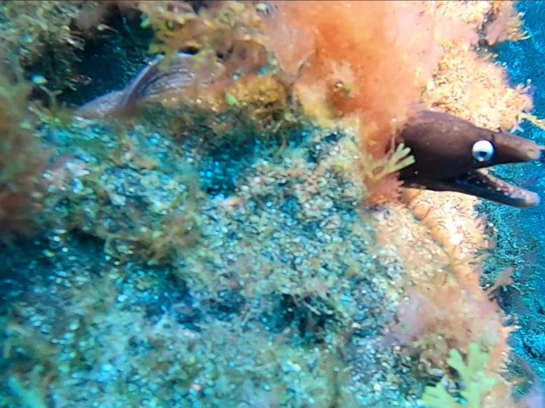 Buceo Isla Bonita-La Palma必去景点