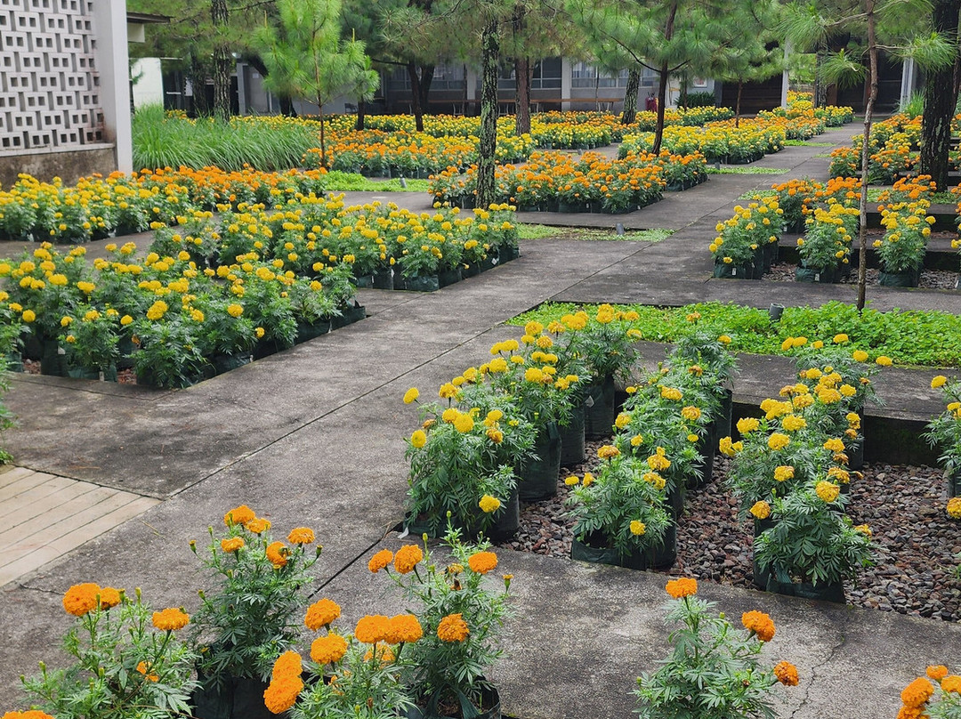 Rumah Atsiri Indonesia-Tawangmangu必去景点