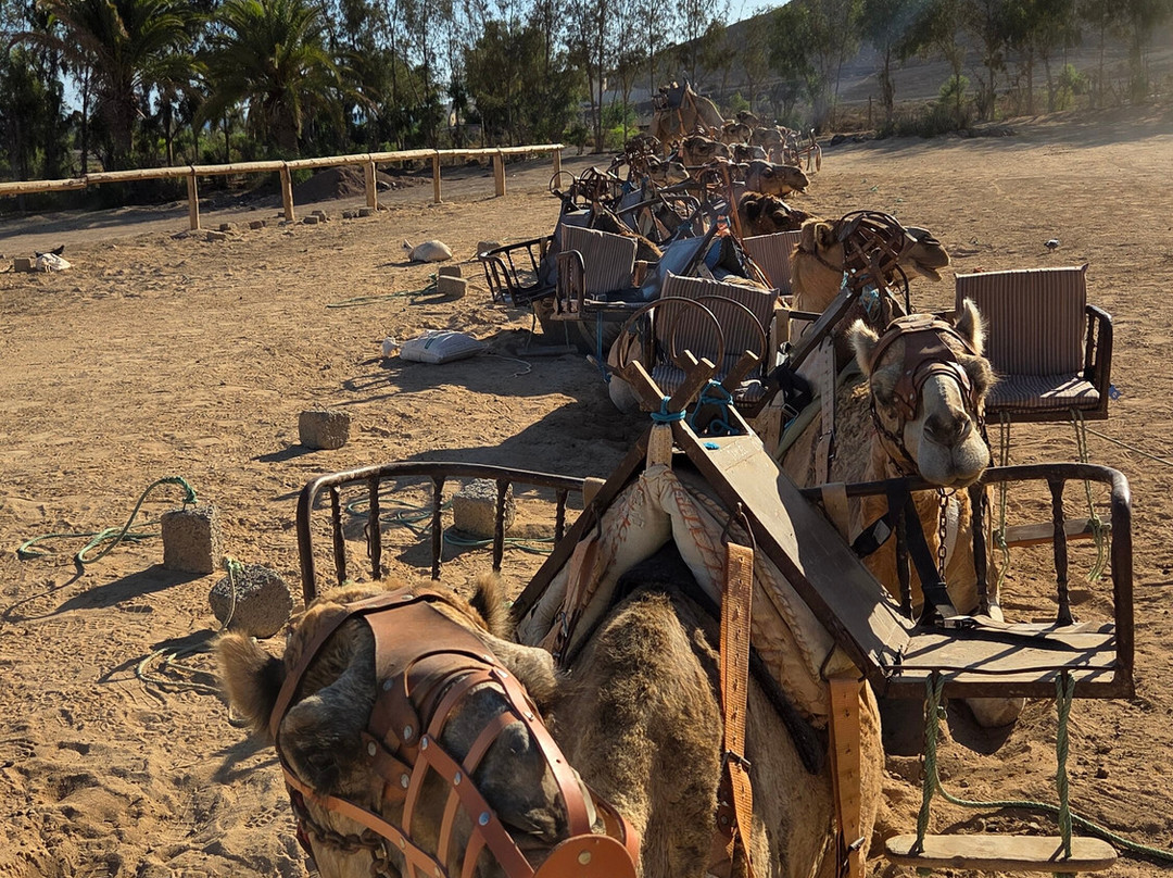Jardin Botanico-La Lajita必去景点